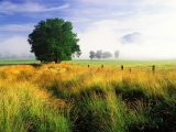 Wispy Field and White Oak, Great Smoky Mountains National Park, Tennessee