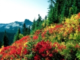 Subalpine Meadows at Paradise, Mt. Rainier, Washington