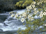 Dogwood Tree Blooms, Yosemite, California