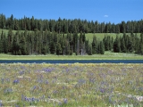 Pelican Creek, Yellowstone National Park, Wyoming