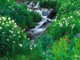 Yankee Boy Basin, Uncompahgre National Forest, Colorado