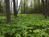 Mayapples, Great Smoky Mountains, Tennessee