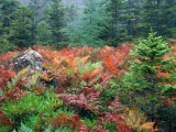 Colorful Ferns in Autumn, Acadia National Park, Maine