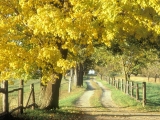 Rural Road in Autumn, Ontario, Canada