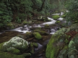 Mountain Stream, Great Smoky Mountains National Park, Tennessee