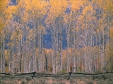 Aspen Splendor, Jackson Hole, Wyoming