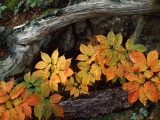 Wild Sarsaparilla in Fall Color, Maine