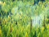 A Forest is Born After the Fire, Glacier National Park, Montana