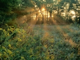 Sunbeams and Goldenrods, Edwin Warner Park, Nashville, Tennessee