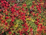 Red Bear Berry, Denali National Park, Alaska