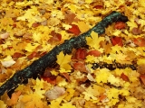 Forest Floor in Fall, Jersey County Pere Marquette State Park, Illinois