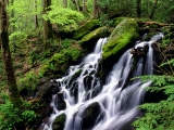 After the Rain, Tremont Area, Great Smoky Mountains National Park, Tennessee