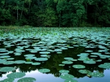 Lake Murphysboro State Park, Illinois