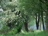 In Full Bloom, The Netherlands