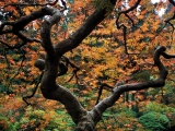 Maple Tree, Japanese Garden, Portland, Oregon