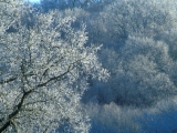 Ice-Covered Trees, Edwin Warner Park, Nashville, Tennessee