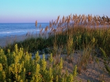 Sea Oats and Beach Elder