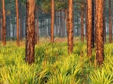 Pines, Escape Ranch, Florida