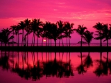 Lined Palms of Anaehoomalu Bay, Waikoloa, Hawaii