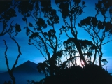 Giant Heather at Sunrise, Mount Sabinyo, Rwanda, Central Africa