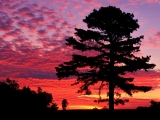 Silhouetted Pine at Sunset, Kentucky