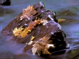 Red Reef, Skokomish River, Olympic National Park, Washington