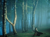 Irati Forest, Navarre, Spain