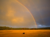 Rainbow and Bison, Yellowstone National Park, Wyoming