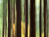 Old Growth Forest, Silver Falls State Park, Oregon