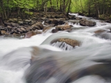 Rushing Creek in Spring, Great Smoky Mountains National Park, Tennessee