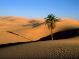 Lone Palm, Sahara Desert