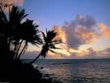 Palm Trees over the Pacific, Hawaii