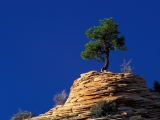 Single Pine Tree Atop Sandstone Formation, Zion National Park, Utah