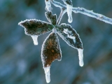 Blackberry Leaves Coated in Ice