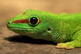 Gecko