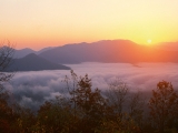 Joyce Kilmer Memorial Forest at Sunrise, North Carolina