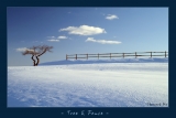 Tree and Fence