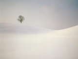 Peaceful Season, Near Hirzel, Switzerland