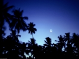 Palm Tree and Crescent Moon, Zanzibar, Africa