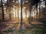 Sunlight and the Wild Forest Floor