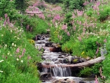 Badger Valley, Olympic National Park, Washington