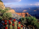 Claret Cup Cactus, Grand Canyon National Park, Arizona