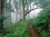 Cape Lookout State Park, Oregon