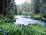 Blooming Irises, Metolius River, Deschutes National Forest, Oregon