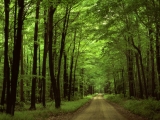 Allegheny National Forest, Pennsylvania