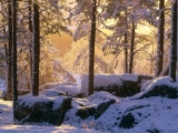 Snowy Pine Forest, Vдsterbotten, Sweden