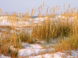 Dunes at Dawn, Destin, Florida