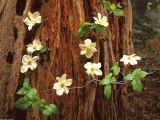 Pacific Dogwood, Redwood National Park, California