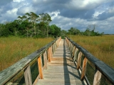 Mahogany Hammock Trail Boardwalk, Everglades National Park, Florida