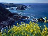 Pacific Coastline Wildflowers, Mendocino County, California